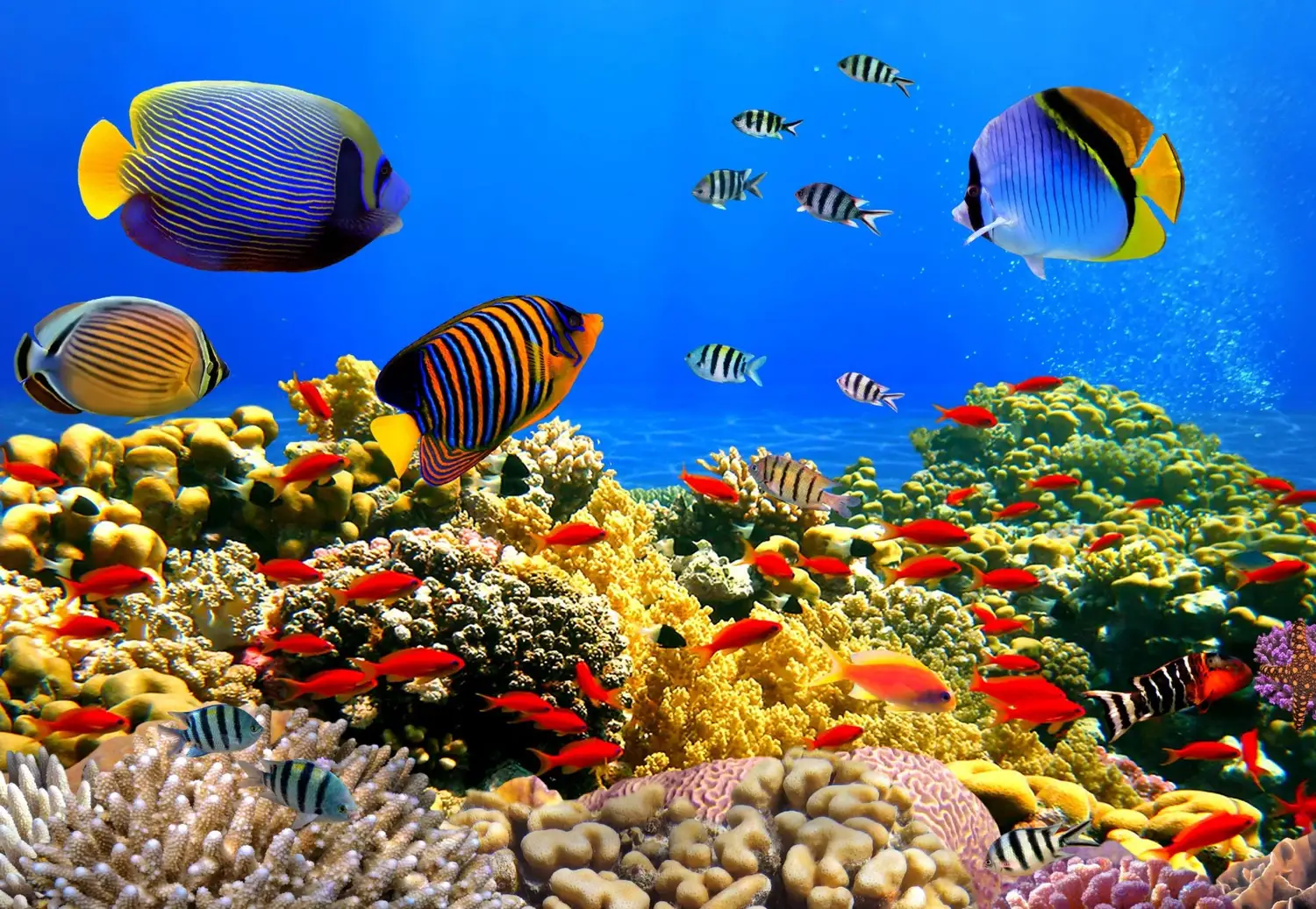 Red Sea Barrier Reef