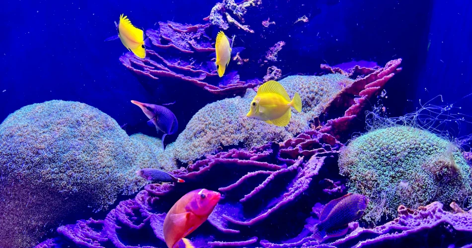 Ripley's Aquarium of Canada