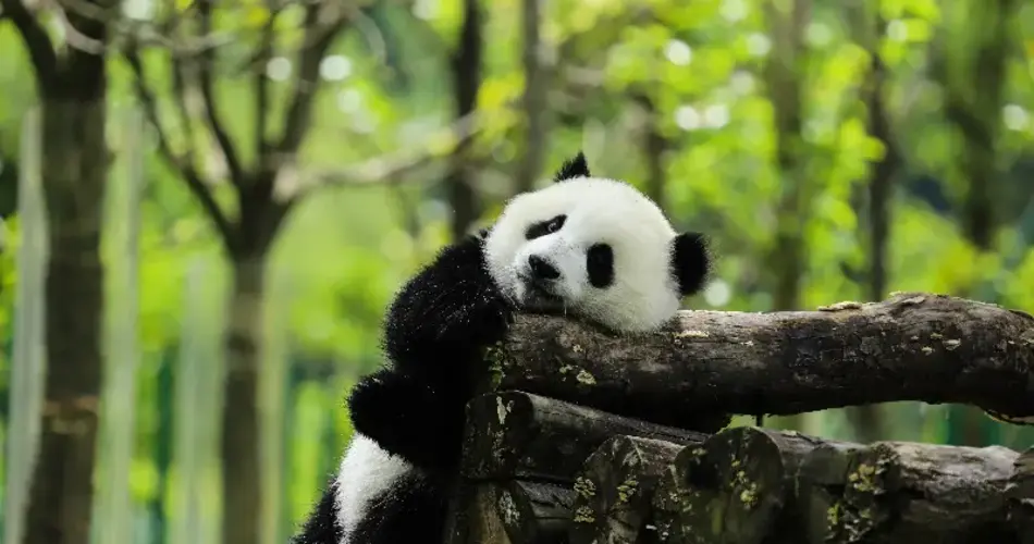 Chengdu's giant pandas Chengdu's giant pandas