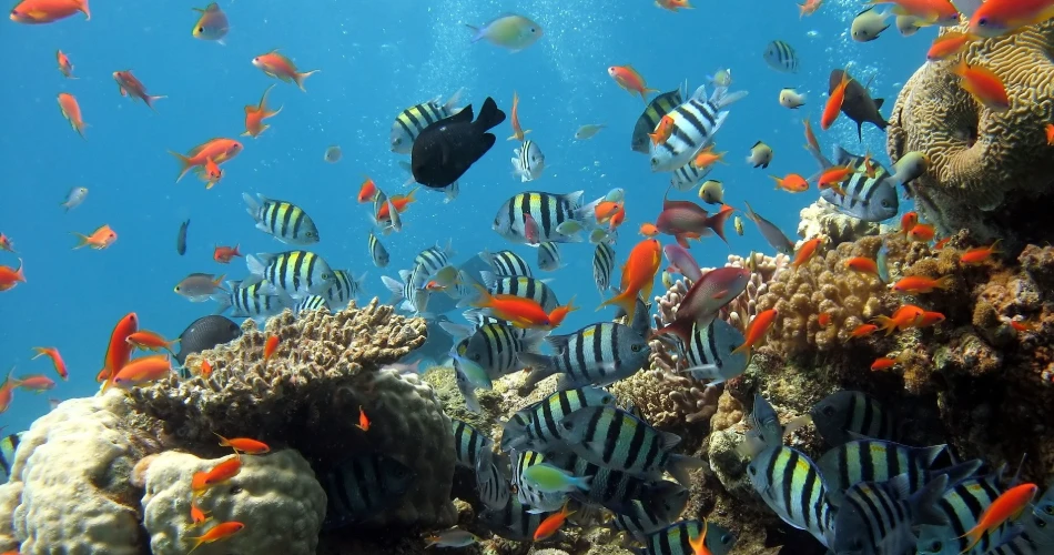 Red Sea Barrier Reefs Red Sea Barrier Reef