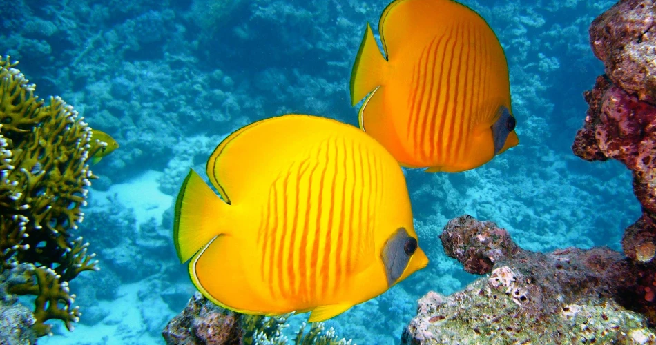 Australia's Great Barrier Reef Australia's Great Barrier Reef